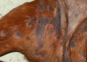 Photo of alopecia (“moth-eaten”)
