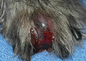 Photo of hemorrhagic bullae