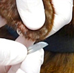 Photo of skin scraping procedure