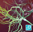 Neuron from video